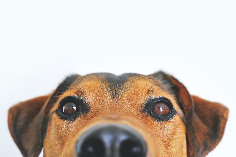 Veterinary Clinic & Pet Hospital